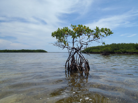 Big Pine Kayak Adventures-Big Pine Key必去景点