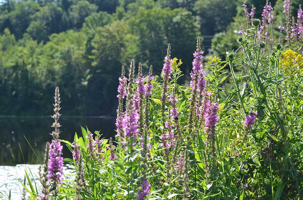 Quechee State Park-哈特福德必去景点