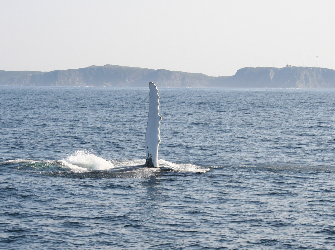 Iceberg Quest Ocean Tours-Twillingate必去景点