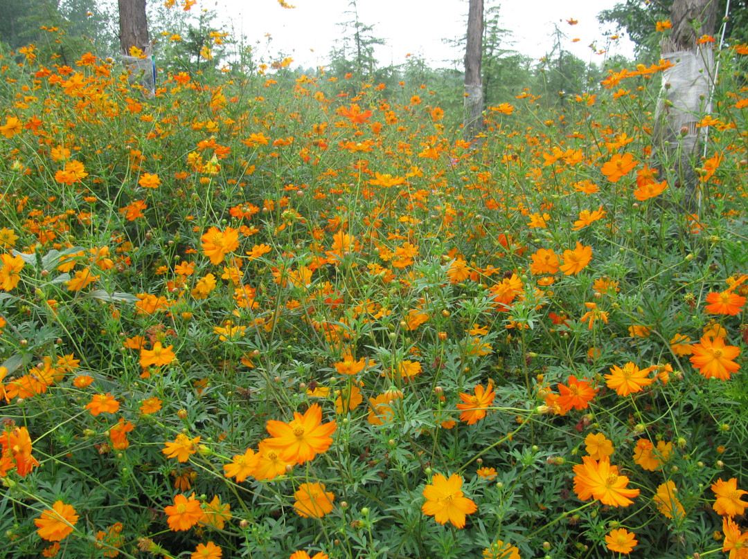 金叶大酒店主图