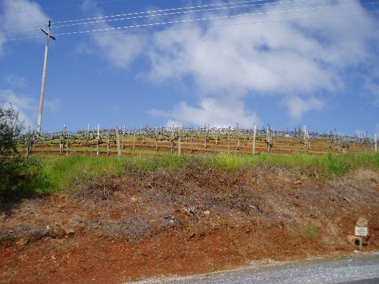 Boeger Winery-普莱瑟维尔必去景点