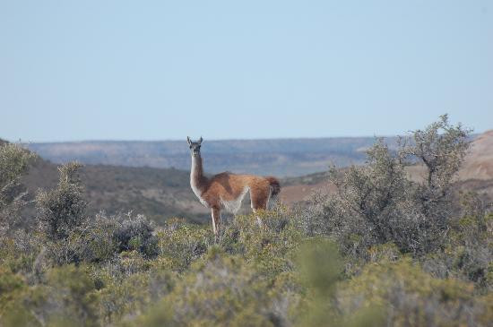 Bahia Bustamante旅游攻略图片