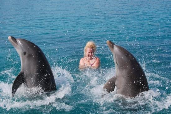 Dolphin Academy Curacao-威廉斯塔德必去景点