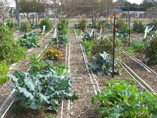 圣安东尼奥植物园-圣安东尼奥市必去景点