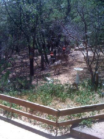 The Nature Conservancys Ramsey Canyon Preserve景点图片
