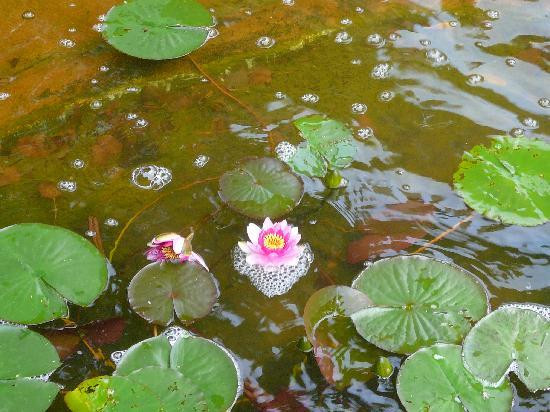 圣克洛蒂尔德花园景点图片