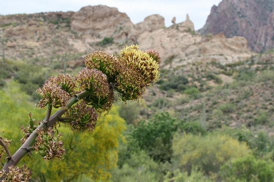 Boyce Thompson Arboretum-Superior必去景点