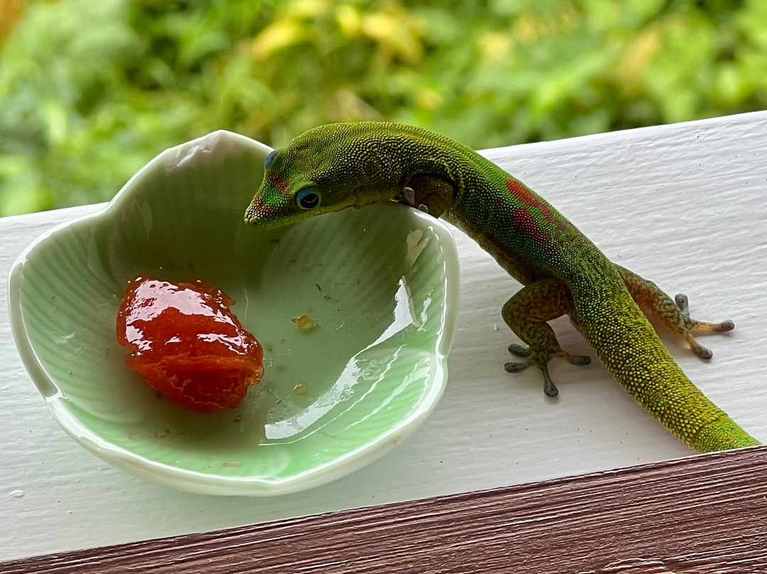 海勒华拉来住宿加早餐旅馆主图