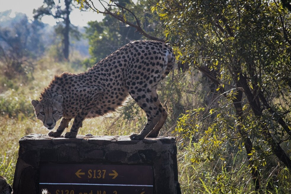 Kruger Pride Safaris-玛洛斯帕克必去景点