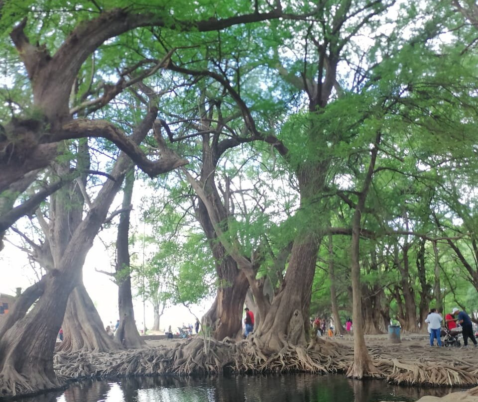 Parque Nacional Lago de Camecuaro景点图片