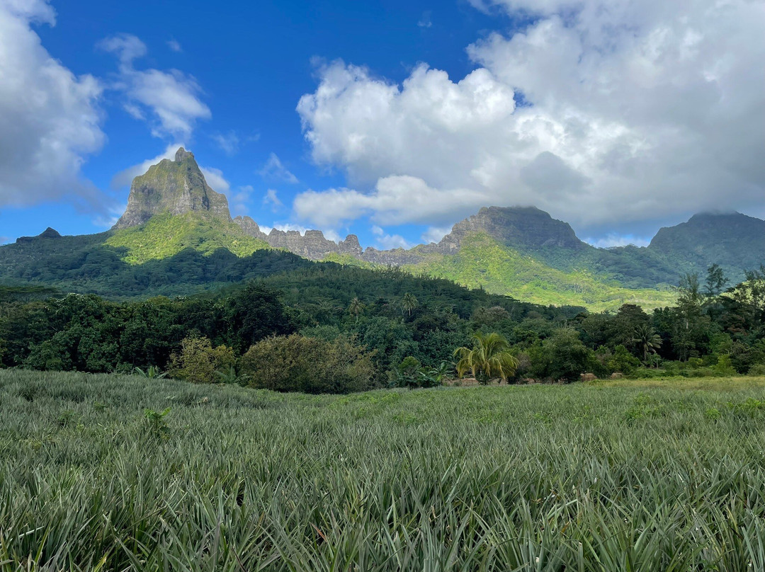Safari Mario Moorea-马哈雷帕必去景点