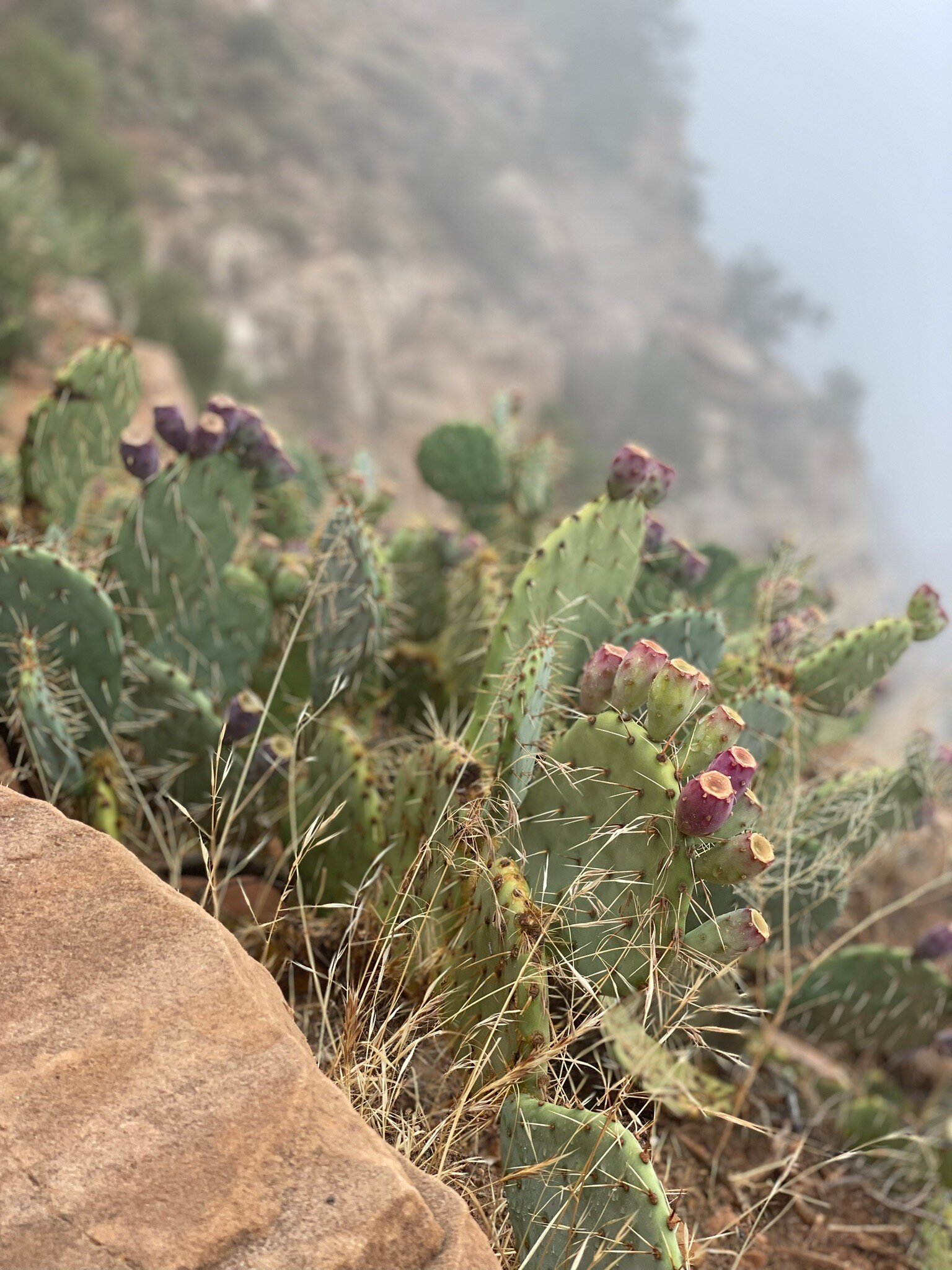 邓普林帕奇住宿加早餐酒店-官方