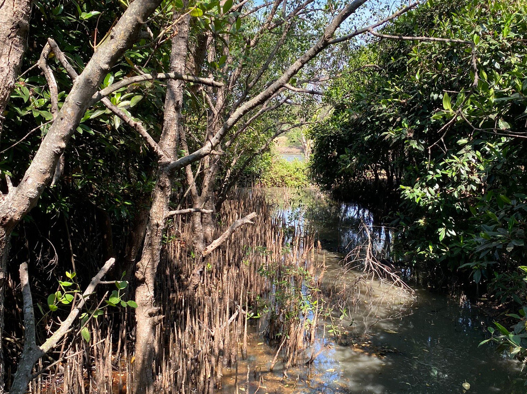 Ekowisata Mangrove Wonorejo-泗水必去景点