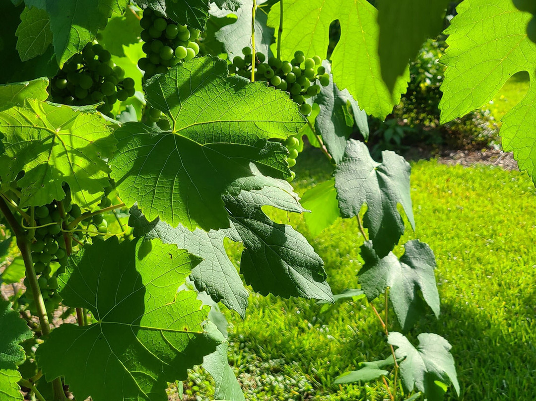 Junavelli Winery Llc-Brewton必去景点