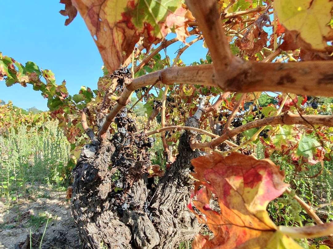 Bodega Las Moradas de San Martin景点图片