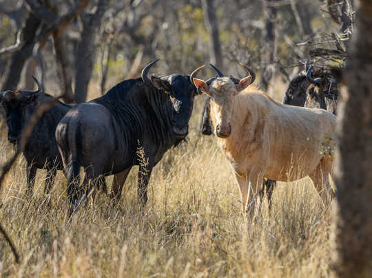 Rare Game Experience - Waterberg Game Park-Sterkrivier必去景点