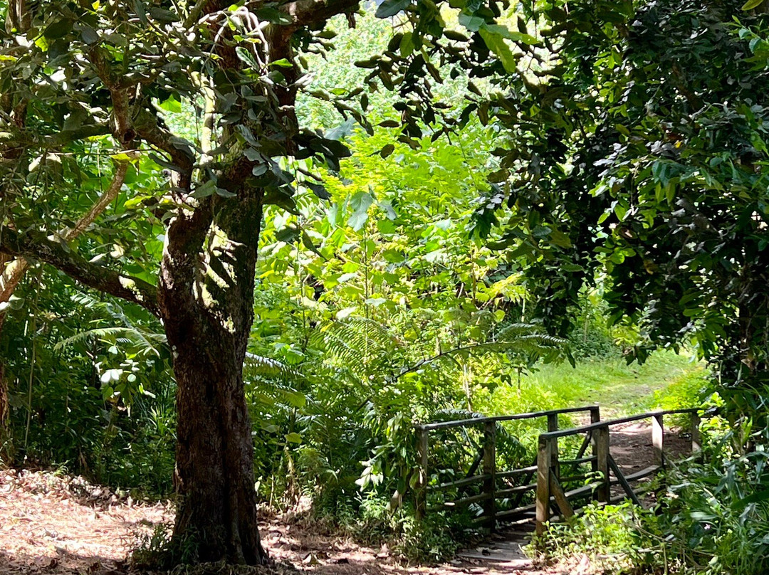 火玛卢霞植物园景点图片