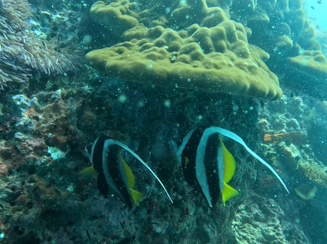 Blue Horizon Diving and Adventures景点图片