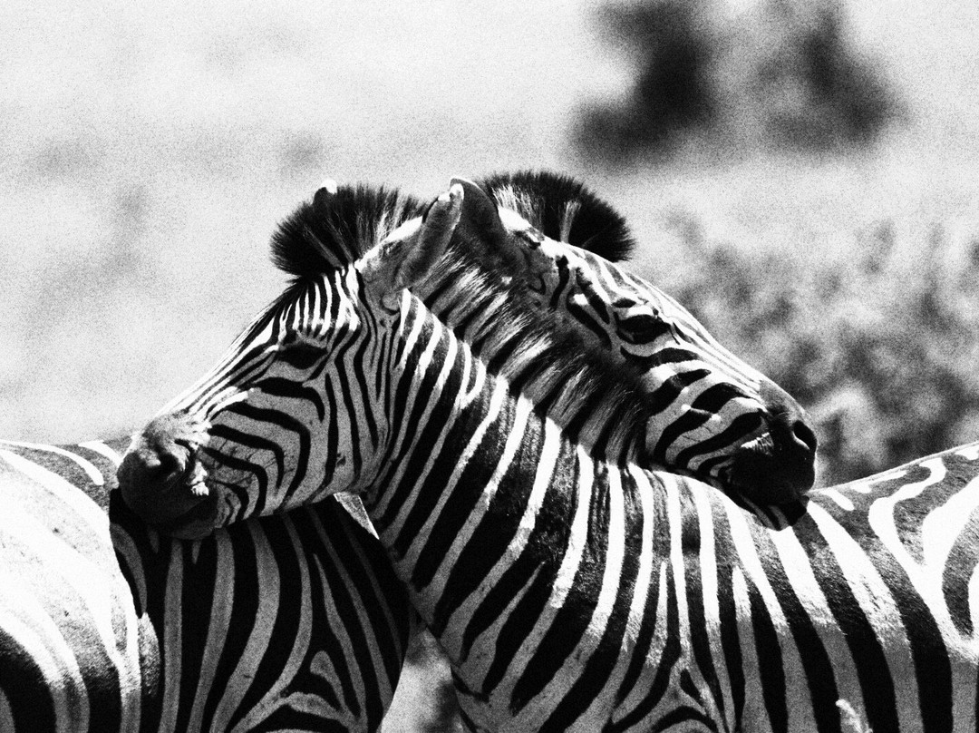 Zasendle Adventures-阿多必去景点