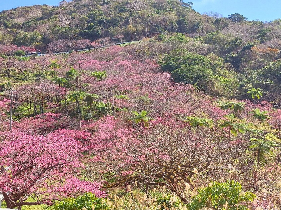 Motobu Yaedake Cherry Blossom Matsuri景点图片