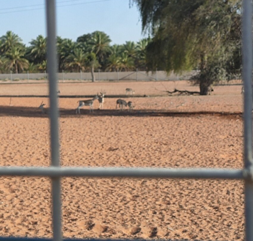 Mleiha National Park-沙迦必去景点