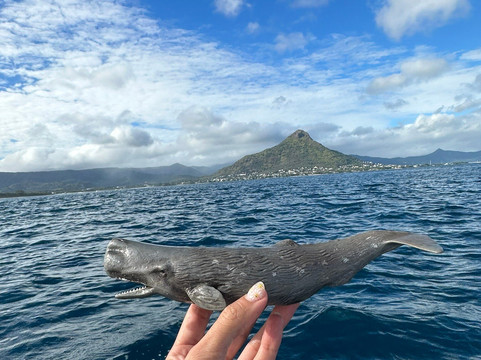 Ocean Brothers Mauritius-塔玛琳必去景点
