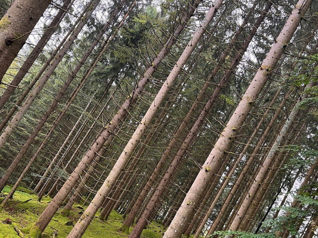 Triberg Waterfalls景点图片