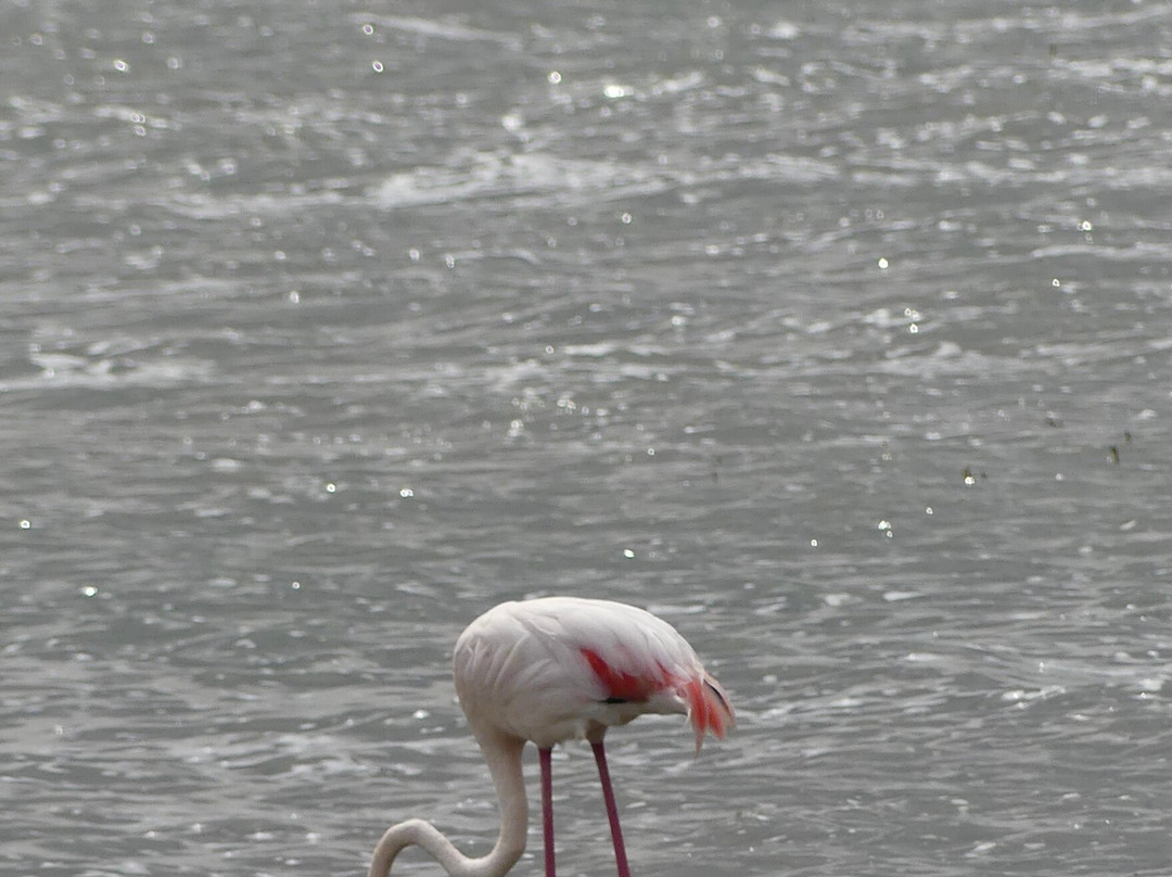 Sopai Safaris-阿鲁沙必去景点