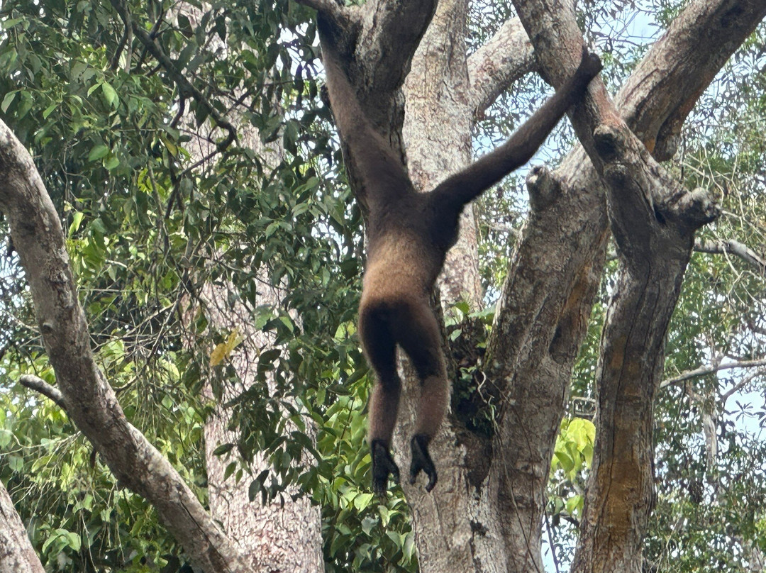 Tanjung Puting National Park-Pangkalan Bun必去景点