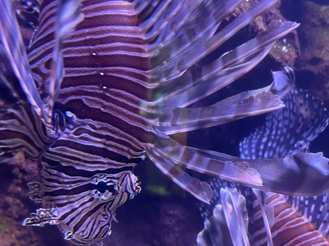 Daytona Aquarium & Rainforest Adventure-代托纳比奇必去景点