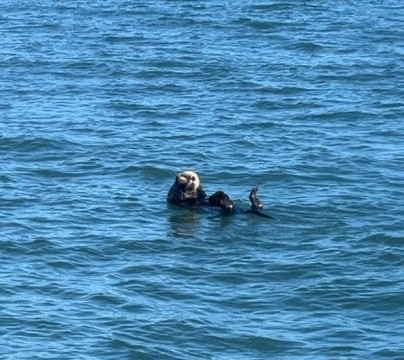 Alaska Coastal Marine Tours-荷马必去景点