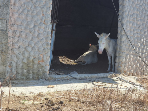 Cooperativa Sealand Asinara-萨萨里省必去景点