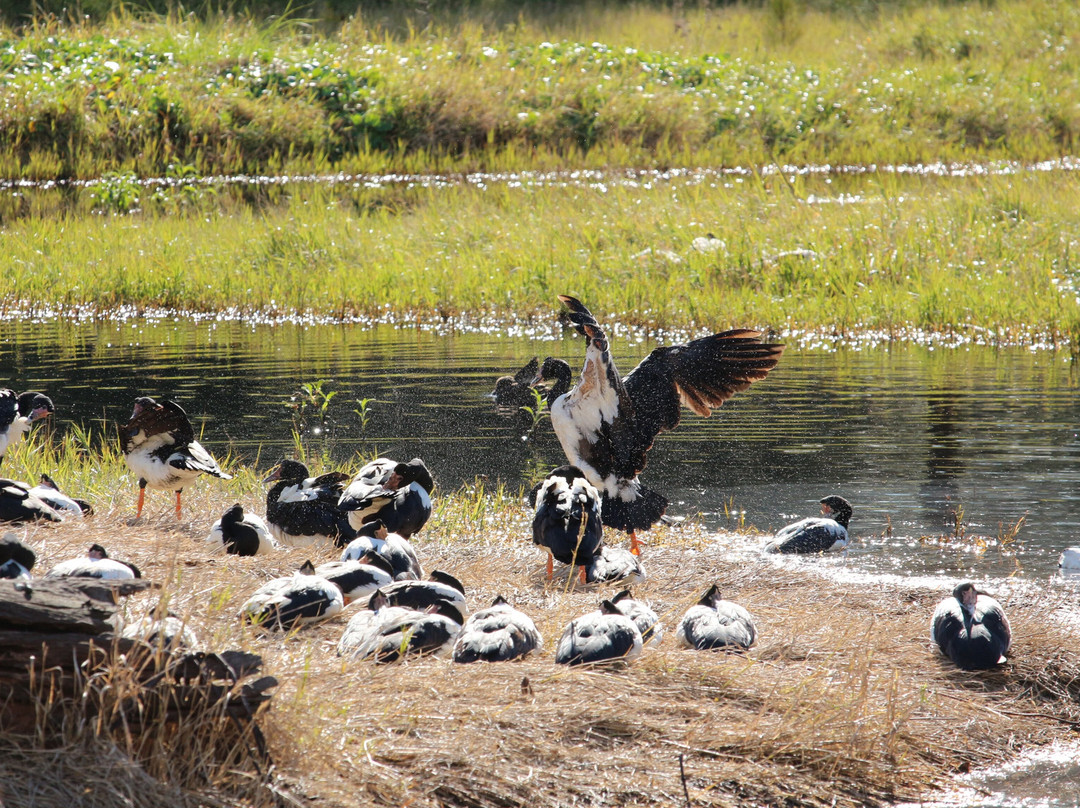 Hunter Wetlands Centre景点图片