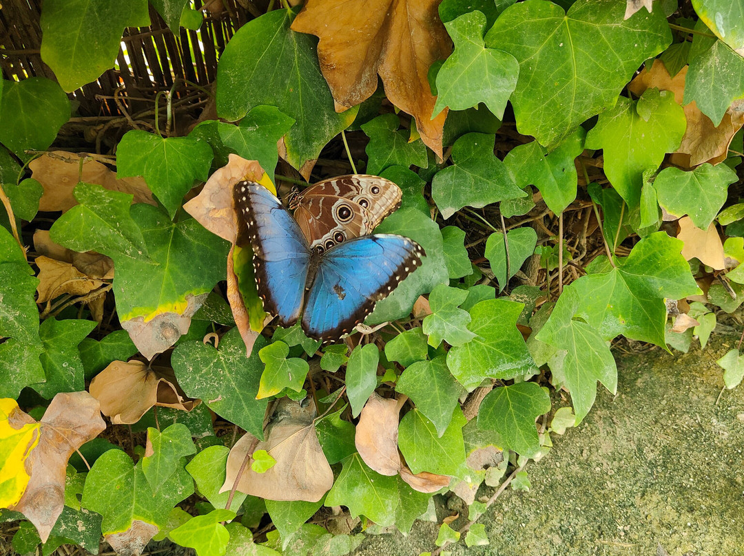 Mariposario de Nijar景点图片