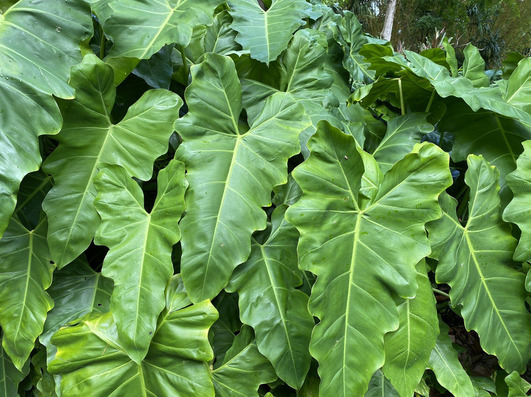 Waimea Botanical Gardens, Oahu-哈雷瓦必去景点