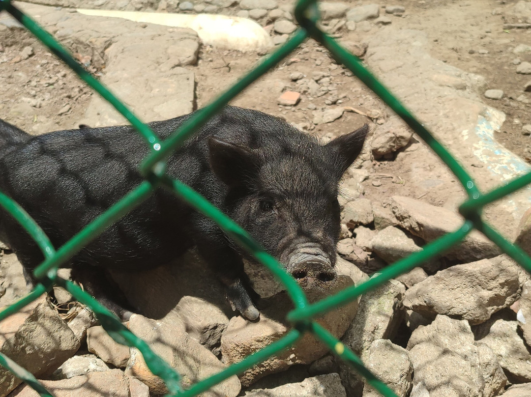 Chorros de Milla Zoo-梅里达市必去景点