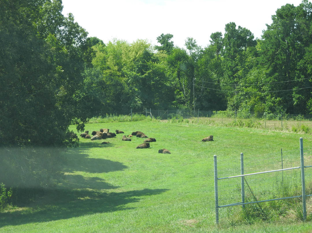 The Elk and Bison Prairie-Golden Pond必去景点