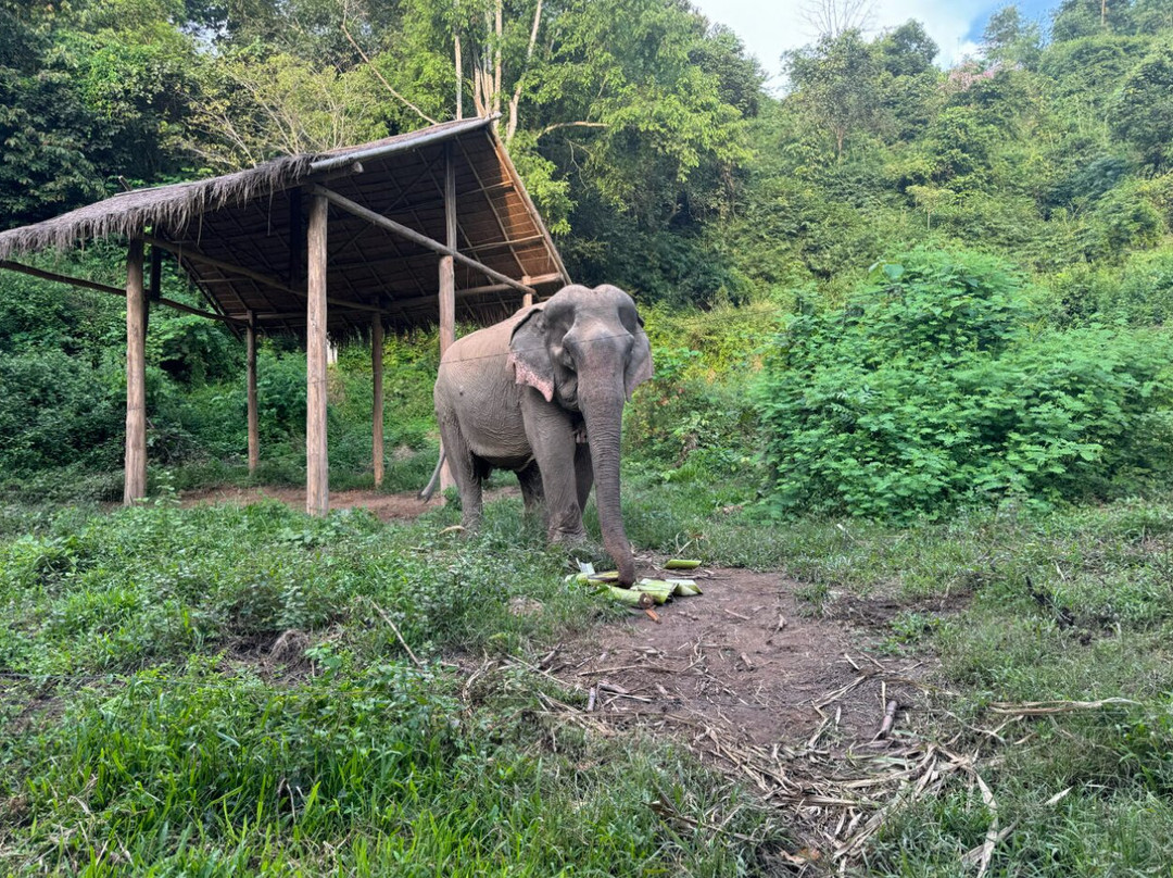 Mekong Elephant Park景点图片