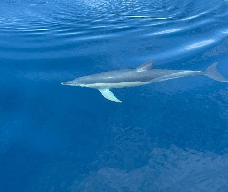 Aeolus Sailing-Skiathos Town必去景点