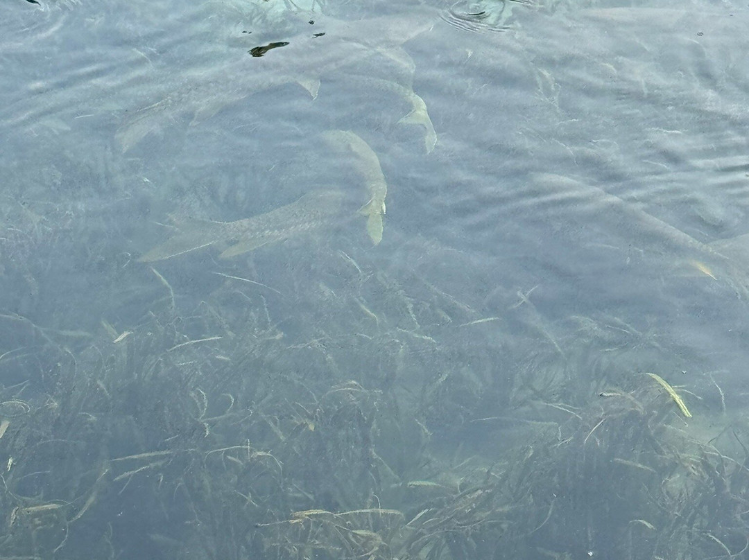 Mughal Gardens Wah-Wah Cantt必去景点