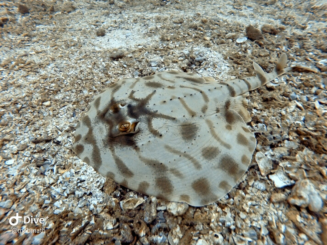 Nautilus Diving景点图片