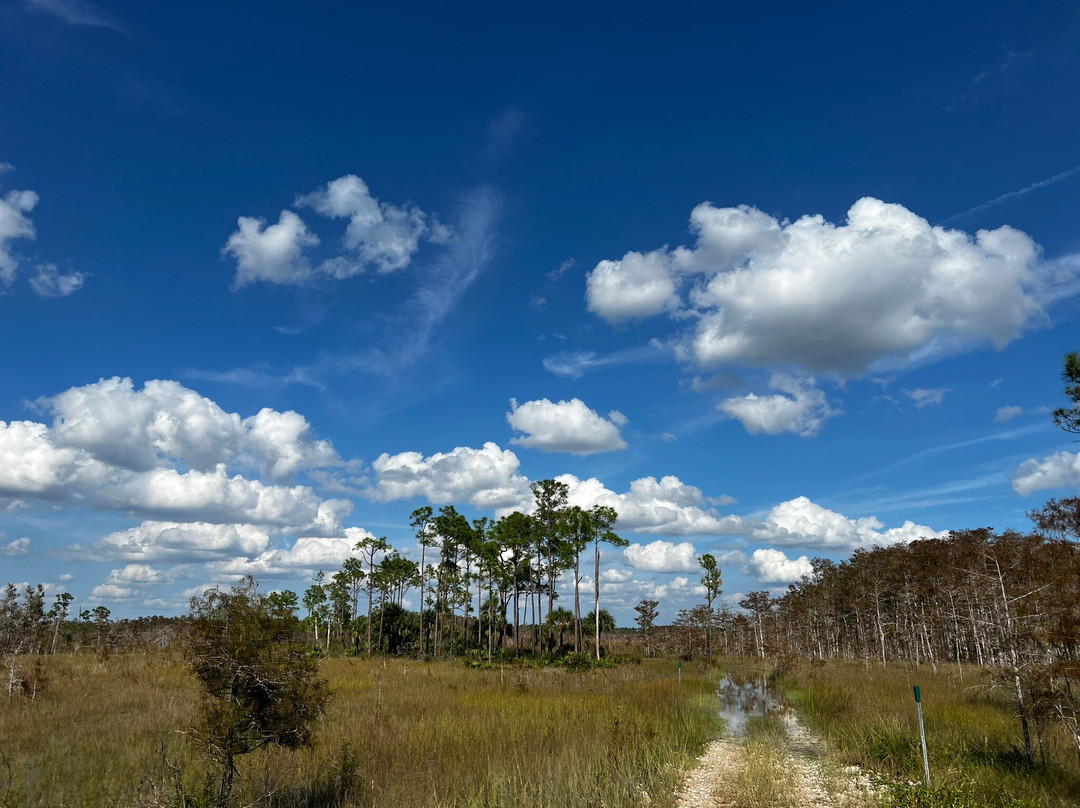 C&G's Big Cypress Swamp Buggy Tours景点图片