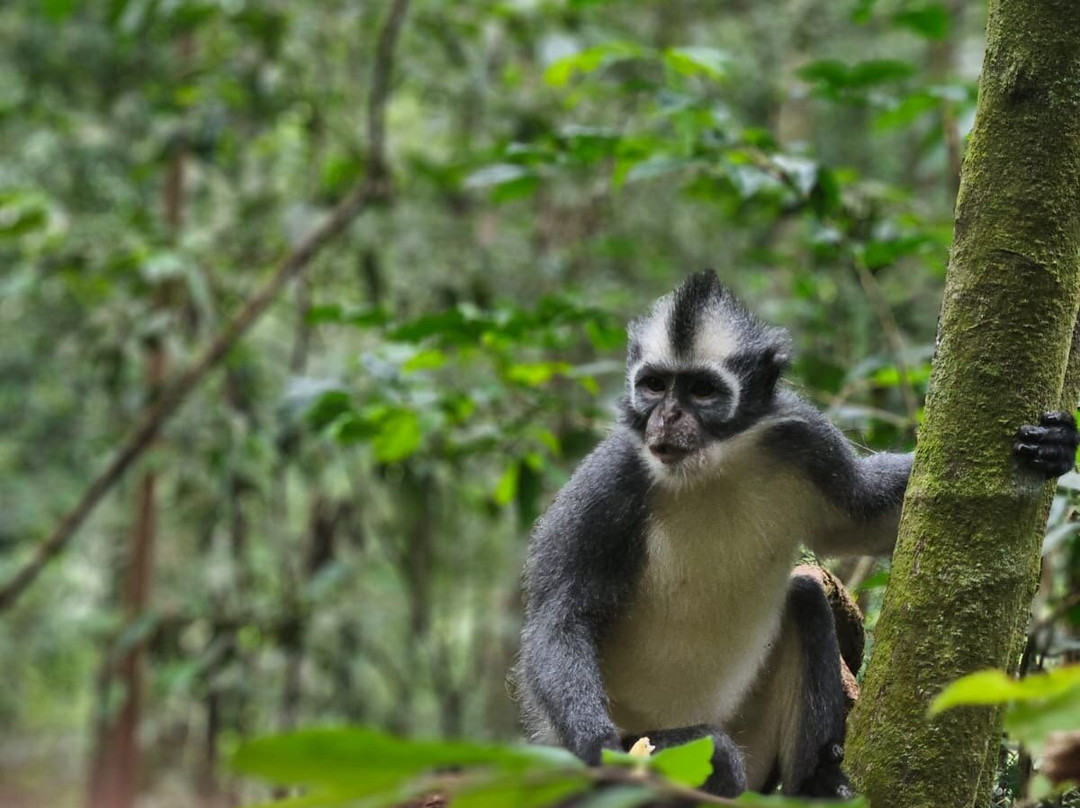 Wisma Leuser Sibayak主图