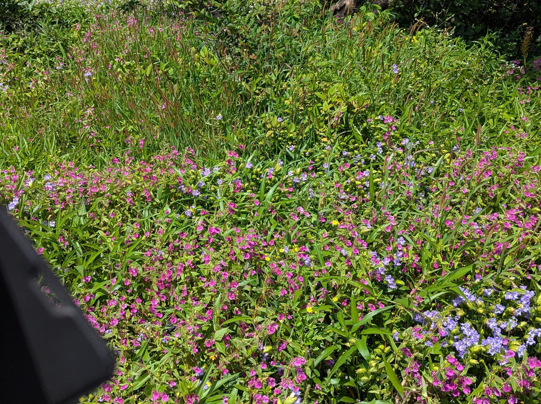 Manshas High-5 Resort主图