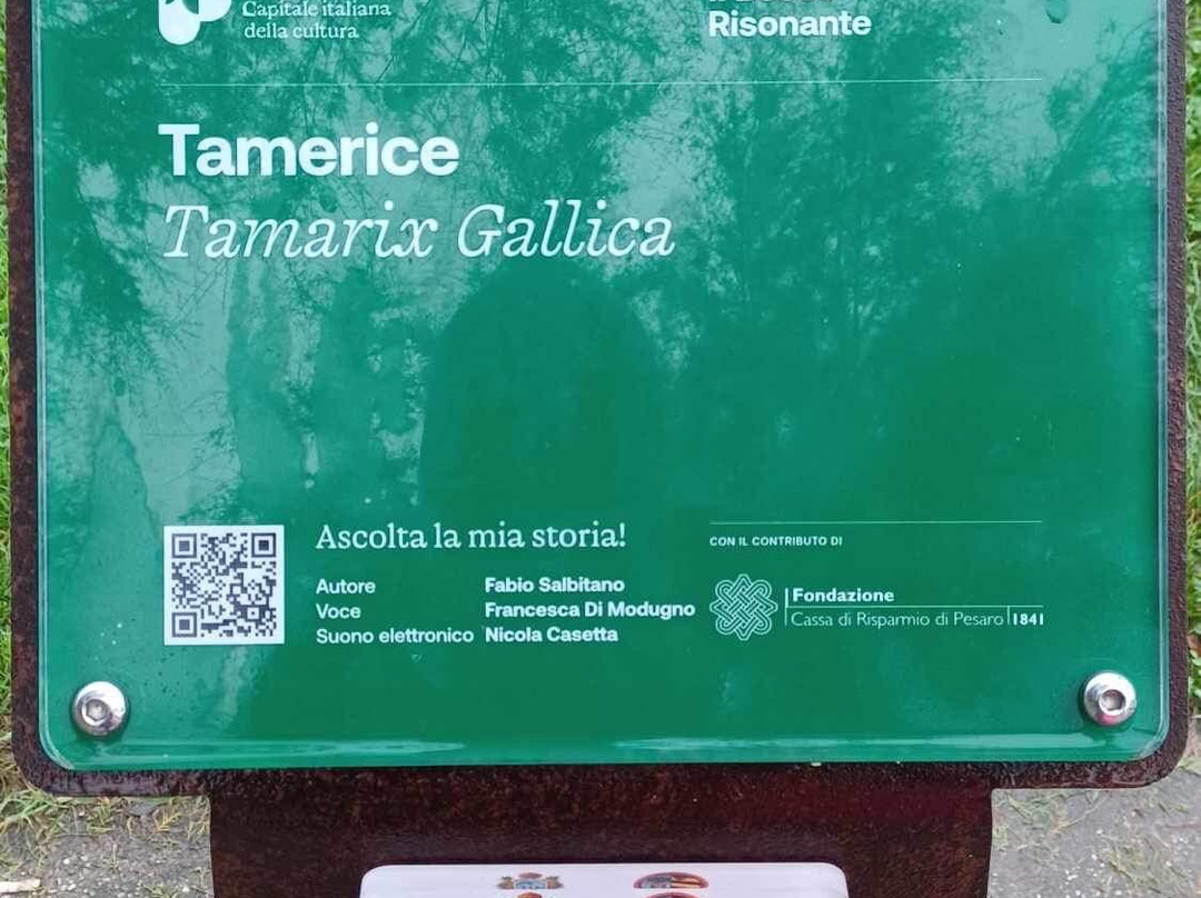 Tamerice