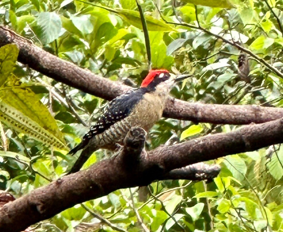 Tapir Valley Nature Reserve景点图片