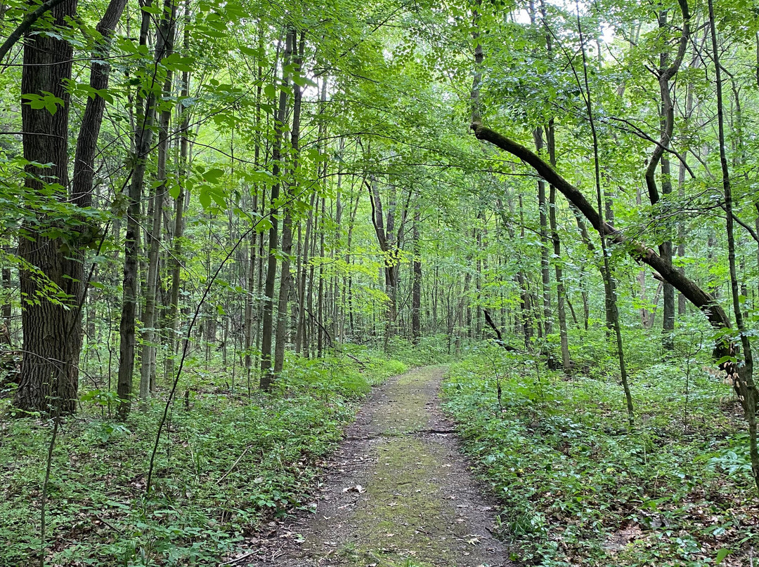 Goll Woods State Nature Preserve-Archbold必去景点