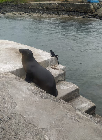 Galapagos Elements-阿约拉港必去景点