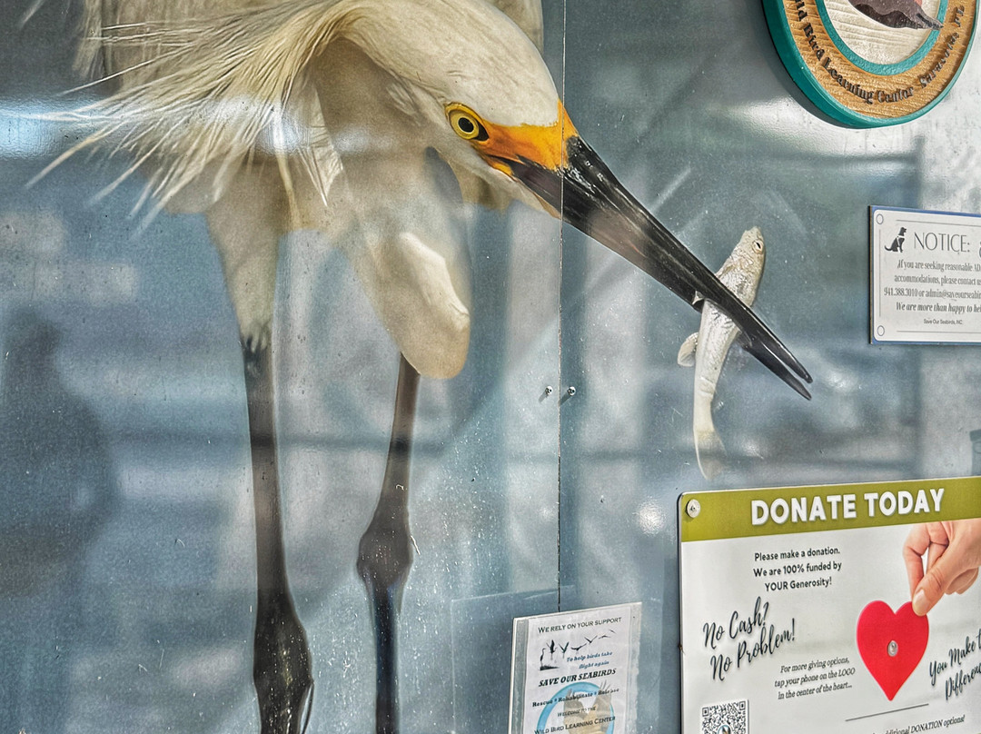 Save Our Seabirds-萨拉索塔必去景点