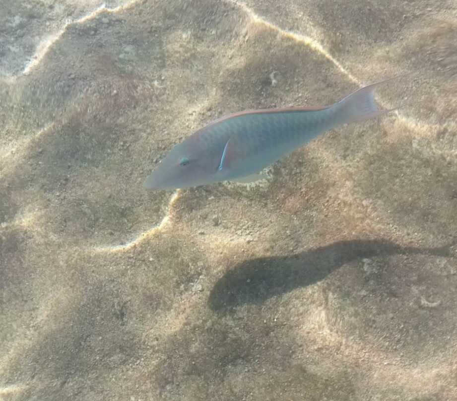 Brothers Safari Excursions-沙姆沙伊赫必去景点